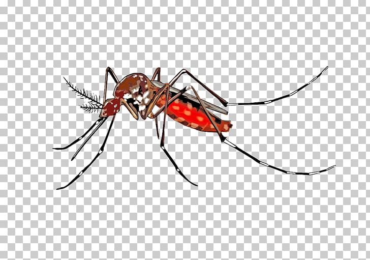 Yellow Fever Mosquito Insect PNG, Clipart, Animation, Ant, Arthropod, Chikungunya Virus Infection, Clip Art Free PNG Download