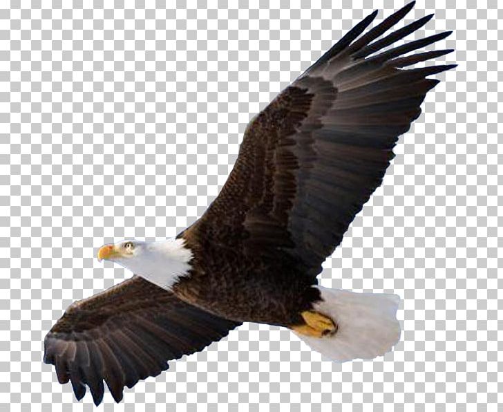 Bald Eagle Bird Of Prey PNG, Clipart, Accipitriformes, Animals, Bald Eagle, Beak, Bird Free PNG Download