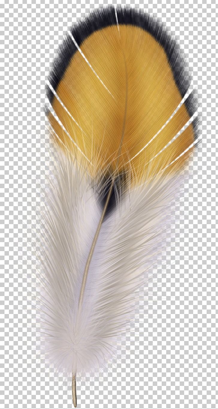 Bird Flight Feather Wing PNG, Clipart, Animals, Bird, Bird Flight, Feather, Flight Feather Free PNG Download