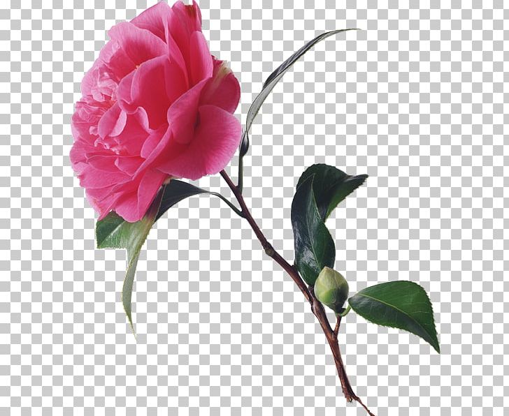 Garden Roses Floribunda Cabbage Rose Cut Flowers PNG, Clipart, Branch, Bud, Camellia, Camellia Sasanqua, Cicek Free PNG Download