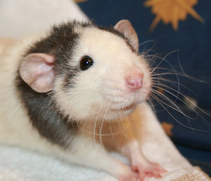 Gerbil Rat Rodent Mouse Animal PNG, Clipart, Agouti, Animal, Animals, Dormouse, Dumboratte Free PNG Download