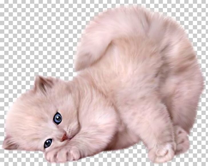 Persian Cat Siamese Cat Himalayan Cat Kitten Puppy PNG, Clipart, Animal, Animals, Black Cat, British Semi Longhair, Carnivoran Free PNG Download