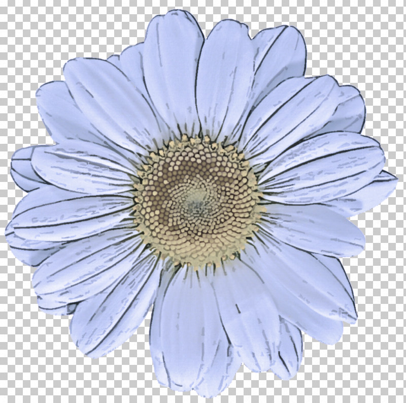 Daisy PNG, Clipart, African Daisy, Aster, Asterales, Barberton Daisy, Camomile Free PNG Download