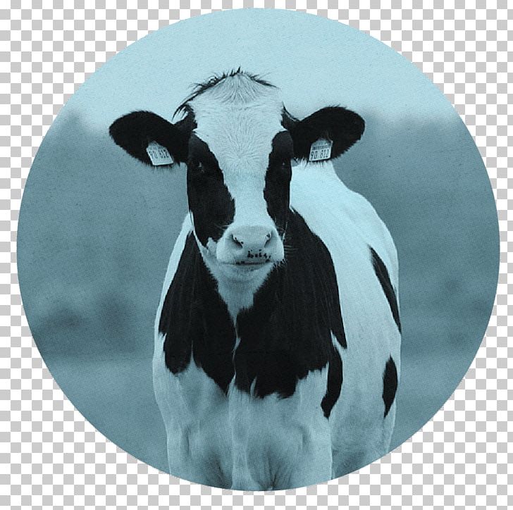 Holstein Friesian Cattle Beef Cattle Milk Dairy Cattle Dairy Farming PNG, Clipart, Beef Cattle, Cattle, Cattle Feeding, Cattle Like Mammal, Cow Goat Family Free PNG Download