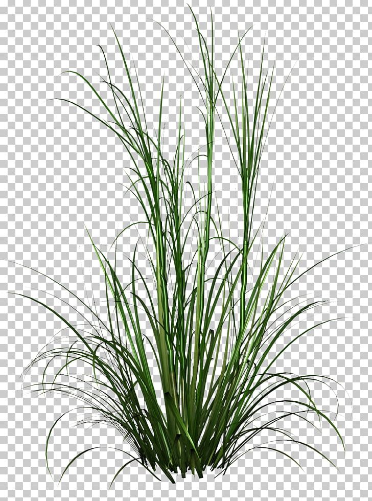 Tall Grass HD Photo PNG, Clipart, Chrysopogon Zizanioides, Commodity, Computer Icons, Download, Encapsulated Postscript Free PNG Download