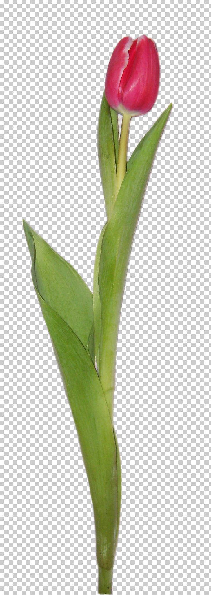 Tulip Flower Bouquet PNG, Clipart, Bud, Cut Flowers, Desktop Wallpaper, Digital Image, Display Resolution Free PNG Download