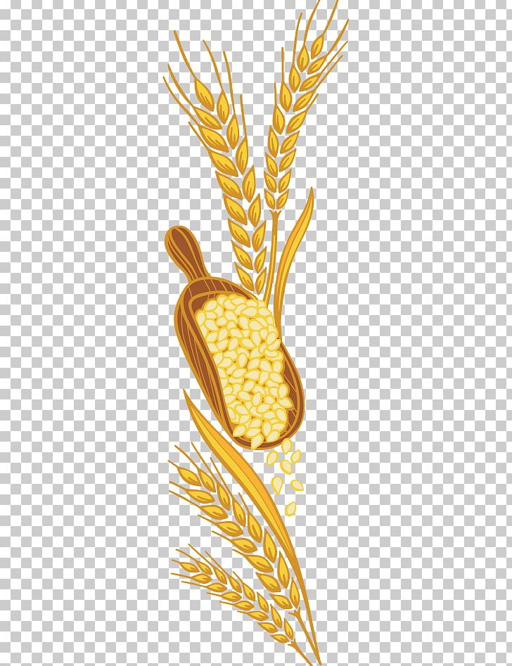 Whole Grain Canola Cereal Germ Common Wheat Wheatgrass PNG, Clipart, Agriculture, Canola, Cereal Germ, Commodity, Common Wheat Free PNG Download