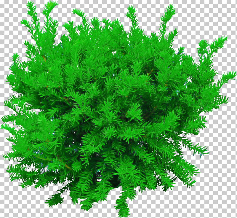 Green Plant Tree Leaf Flower PNG, Clipart, American Larch, Aquarium Decor, Flower, Grass, Green Free PNG Download