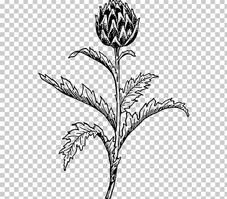 Artichoke Thistle Flower PNG, Clipart, Artichoke, Artwork, Black And White, Branch, Commodity Free PNG Download