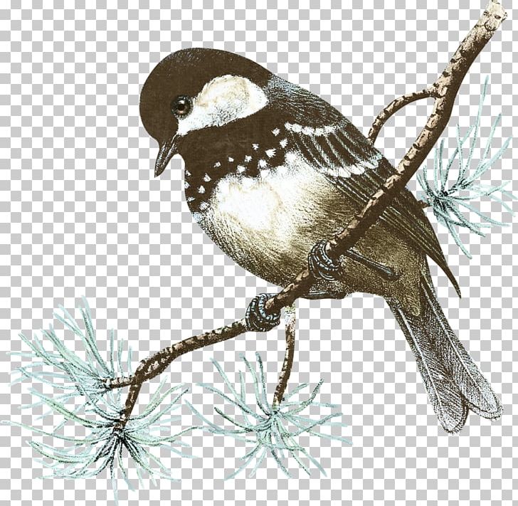 Bird House Sparrow PNG, Clipart, American Sparrows, Animals, Beak, Bird, Birds Free PNG Download