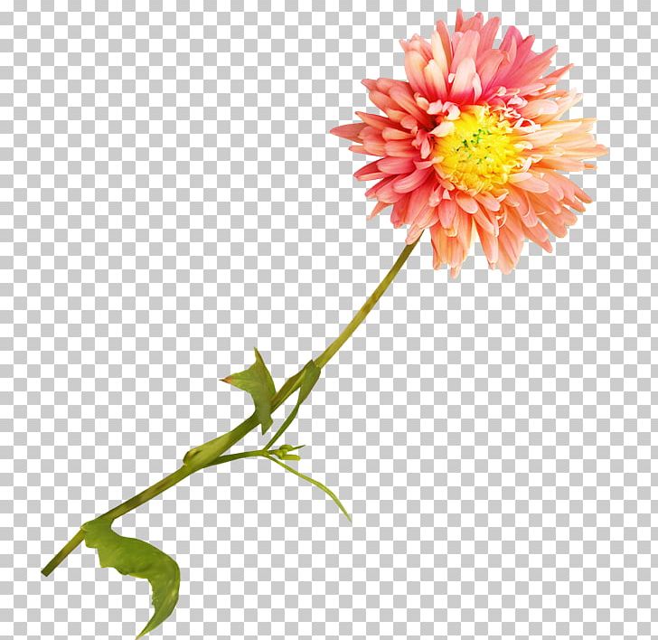 Dahlia Cut Flowers PNG, Clipart, Annual Plant, Chrysanthemum, Chrysanths, Dahlia, Daisy Free PNG Download