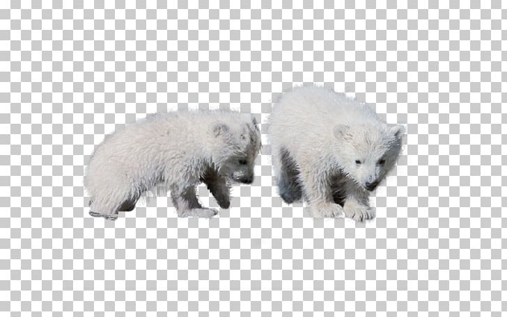 Polar Bear Cattle Pig Dog PNG, Clipart, Animal, Animals, Baby Bear, Bear, Canidae Free PNG Download