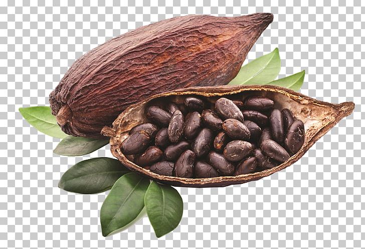 Criollo Cocoa Bean Cocoa Solids Chocolate Liquor Hot Chocolate PNG, Clipart, Chocolate, Chocolate Bean, Chocolate Liquor, Chocolates Valor Sa, Cocoa Bean Free PNG Download