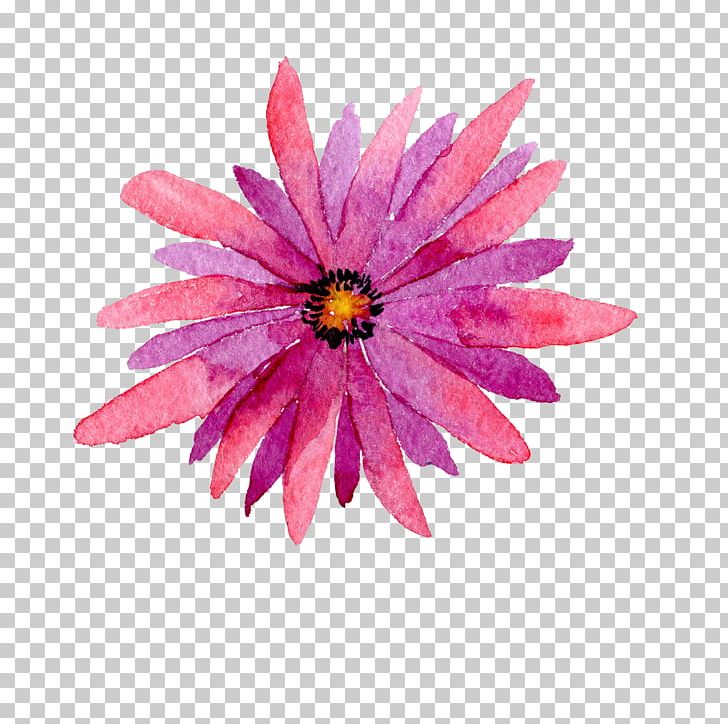 Flower Watercolor Painting PNG, Clipart, Chrysanths, Closeup, Dahlia, Daisy Family, Flora Free PNG Download