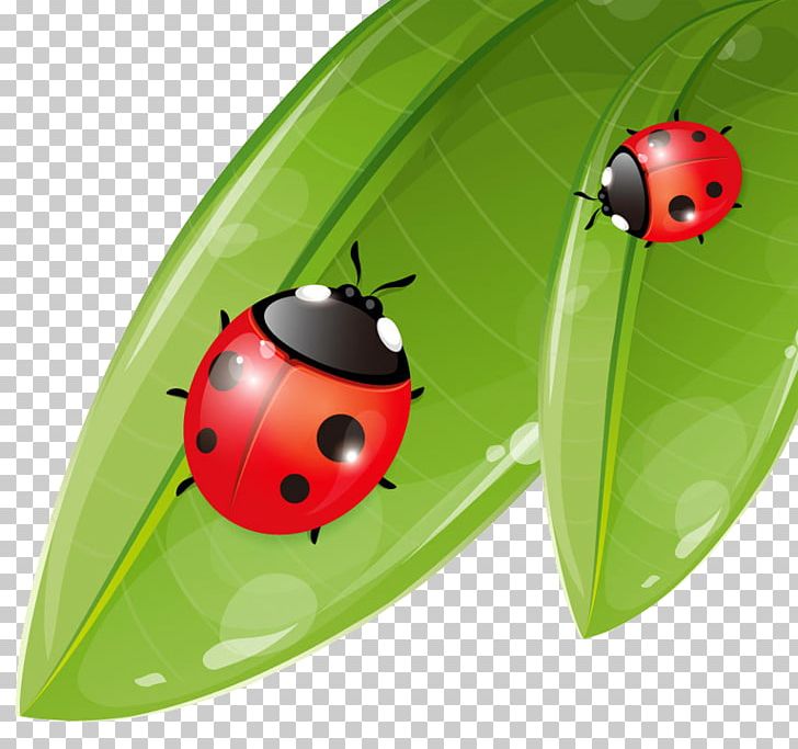 Ladybird Beetle Ladybird Ladybird PNG, Clipart, Animals, Beetle, Insect, Invertebrate, Ladybird Free PNG Download