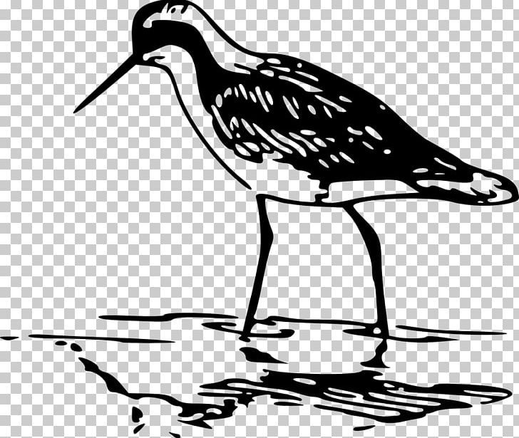Wader Water Bird Phalarope PNG, Clipart, Animals, Artwork, Beak, Bird, Charadriiformes Free PNG Download
