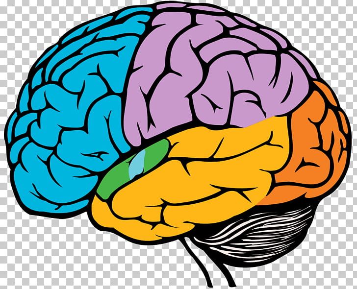 Drawing Brain PNG, Clipart, Art, Art Museum, Artwork, Black And White, Brain Free PNG Download