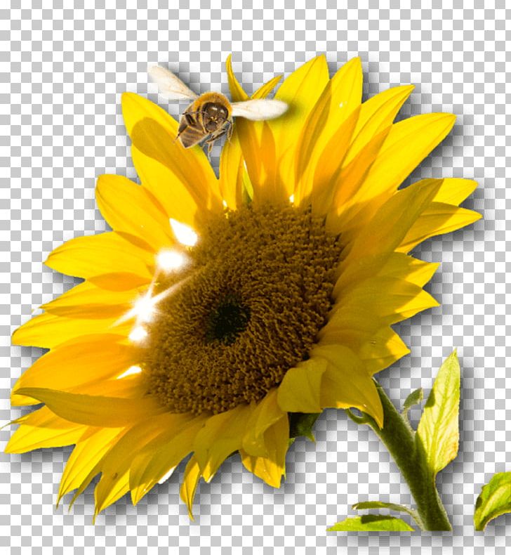 Renewable Energy Photovoltaic System Alternative Energy Energiequelle PNG, Clipart, Alternative Energy, Bee, Bee Pollen, Daisy Family, Flower Free PNG Download