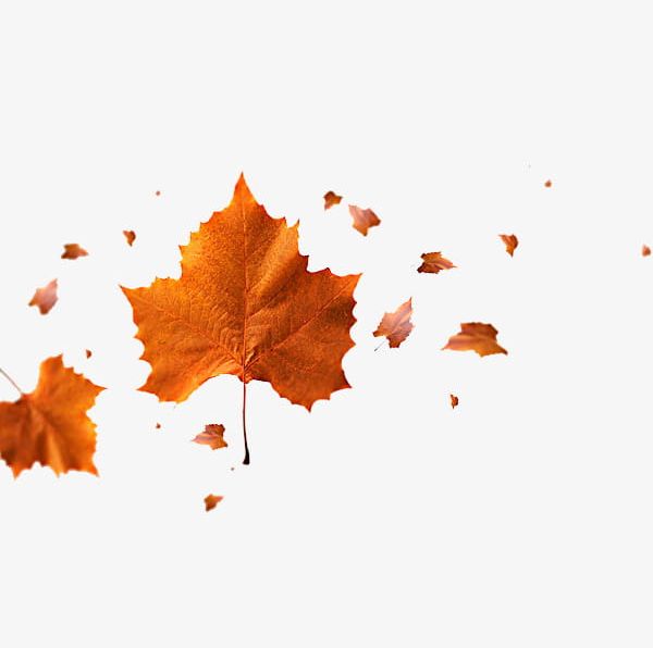 Scenes Of Fallen Leaves PNG, Clipart, Autumn, Cartoon, Decorate, Fallen Clipart, Hand Free PNG Download