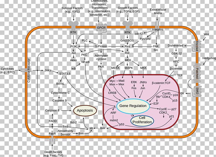 Signal Transduction Cell Signaling Receptor Second Messenger System PNG, Clipart, Angle, Area, Biological Pathway, Cell, Cell Signaling Free PNG Download