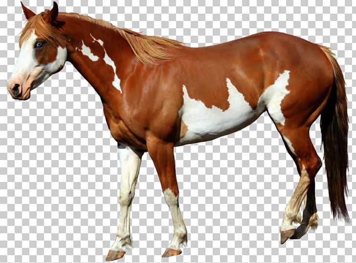 American Paint Horse Mangalarga Marchador Foal Standing Horse PNG, Clipart, American Paint Horse, Animals, Bit, Chestnut, Colt Free PNG Download