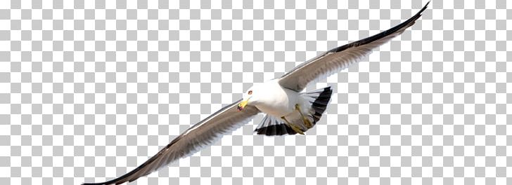 Bird PNG, Clipart, Accipitriformes, Adobe Flash, Aile, Animals, Beak Free PNG Download