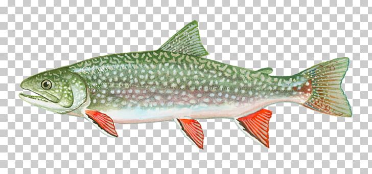 Cutthroat Trout Coho Salmon Splake Brook Trout PNG, Clipart, Bony Fish, Brook Trout, Brown Trout, Chars, Coastal Cutthroat Trout Free PNG Download