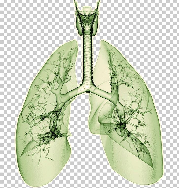 Drawing Lung Research PNG, Clipart, Drawing, Getty Images, Information, Insect, Invertebrate Free PNG Download