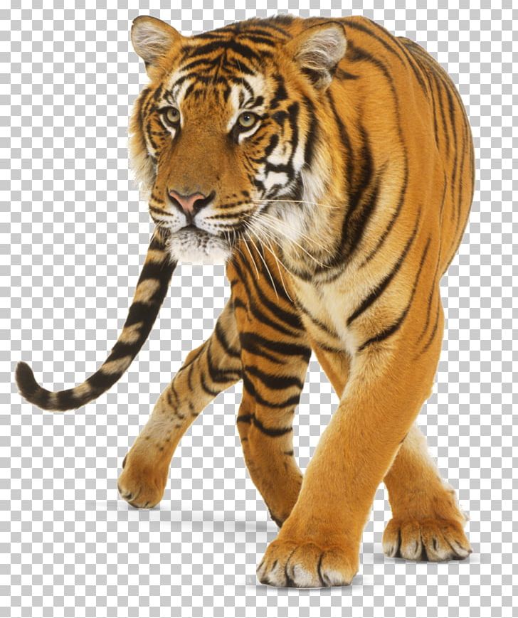 Lion Jaguar Bengal Tiger Cat Felidae PNG, Clipart, Animals, Bengal Tiger, Big Cat, Big Cats, Carnivoran Free PNG Download