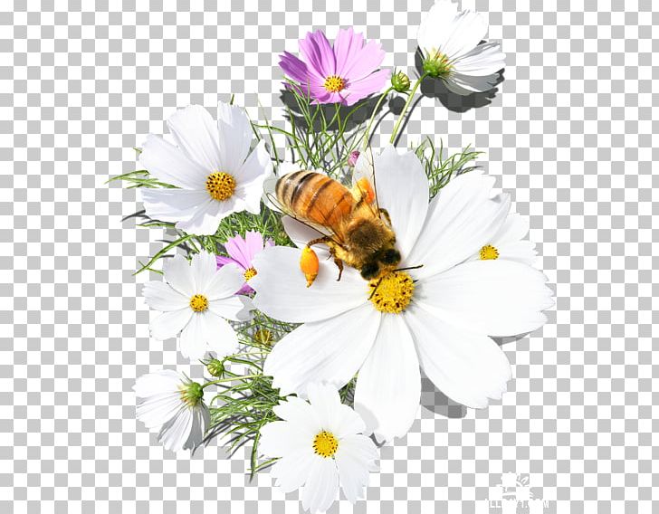 Morning Prose Text Odnoklassniki Mail.Ru LLC PNG, Clipart, Bee, Blog, Chrysanths, Daisy Family, Flower Free PNG Download