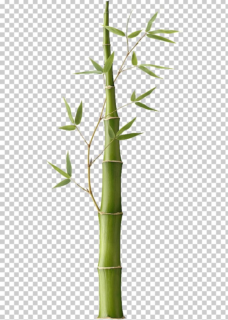 Pleioblastus Bamboe Stock Photography PNG, Clipart, Bamboe, Bamboo Border, Bamboo Frame, Bamboo House, Bamboo Leaf Free PNG Download