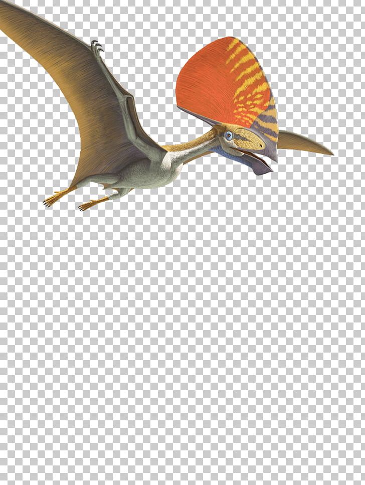 Pterosaurs png images