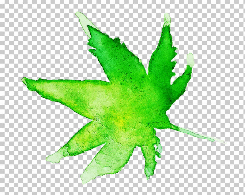 Maple Leaf PNG, Clipart, Green, Hemp Family, Leaf, Maple, Maple Leaf Free PNG Download