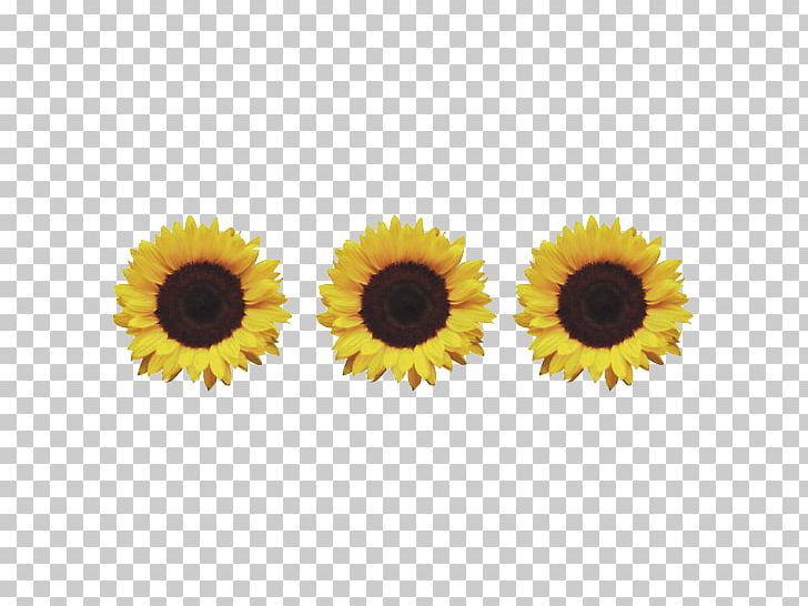 Common Sunflower Information Daisy Family PNG, Clipart, Amber Nelson, Child, Common Sunflower, Daisy Family, Flower Free PNG Download