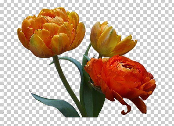 Floral Design Flower Petal PNG, Clipart, Cut Flowers, Flo, Floristry, Flower, Flower Arranging Free PNG Download