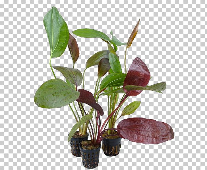 Leaf Flowerpot Houseplant Plant Stem Herb PNG, Clipart, Chino, Flowerpot, Herb, Houseplant, Leaf Free PNG Download