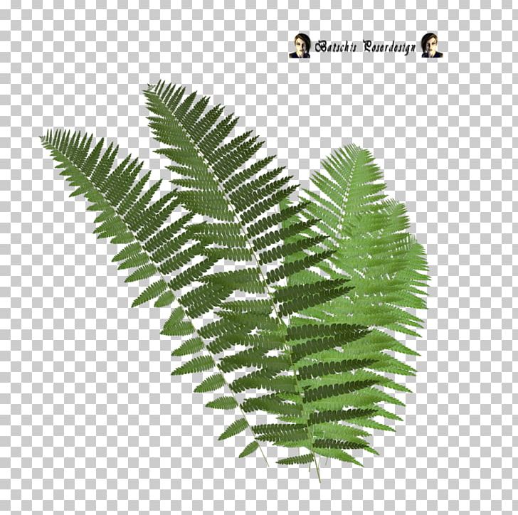 Tree Fern Leaf PNG, Clipart, Drawing, Fern, Ferns And Horsetails, Frond, Leaf Free PNG Download