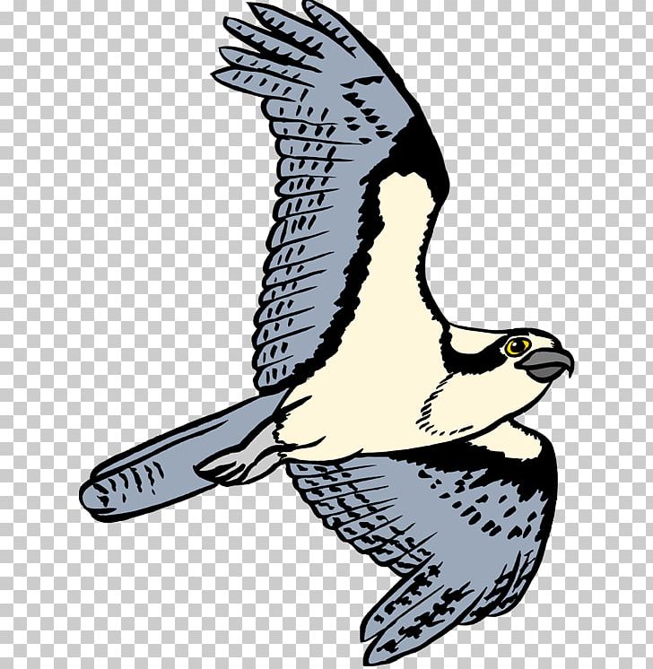 Bird Osprey Open Free Content PNG, Clipart, Animals, Art, Beak, Bird, Bird Of Prey Free PNG Download