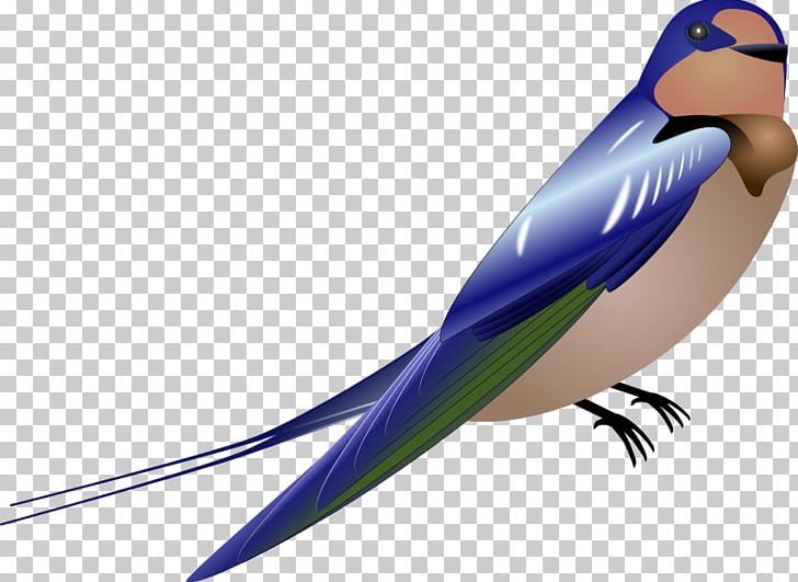 Desktop PNG, Clipart, Beak, Bird, Blue Jay, Computer Icons, Desktop Wallpaper Free PNG Download