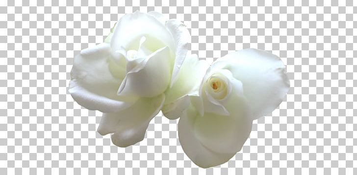 Rose Cut Flowers White Yellow PNG, Clipart, Beyaz, Beyaz Gul Resimleri, Cut Flowers, Flower, Flowering Plant Free PNG Download