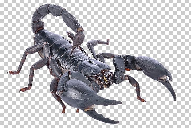 Scorpion Heterometrus Spinifer Poison PNG, Clipart, Animal Venenoso, Arachnid, Arthropod, Biological, Black Free PNG Download