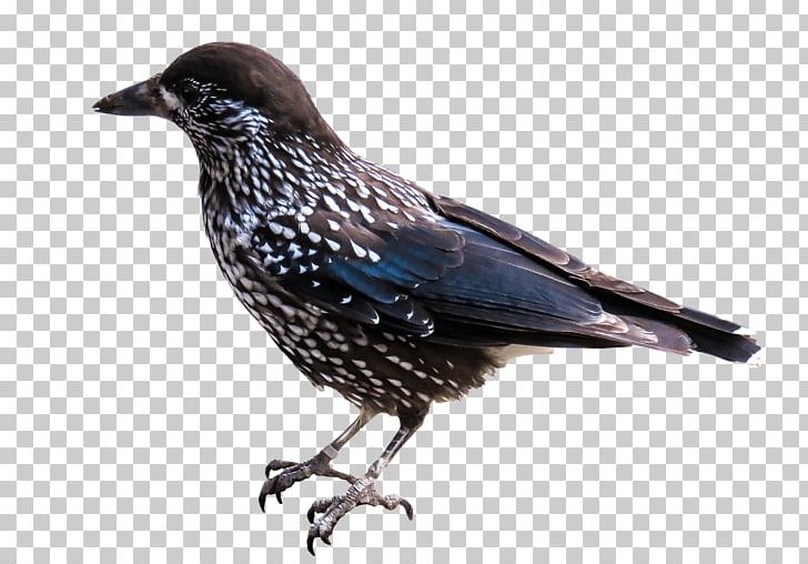 Bird PNG, Clipart, American Crow, Animals, Beak, Bird, Blackbird Free PNG Download