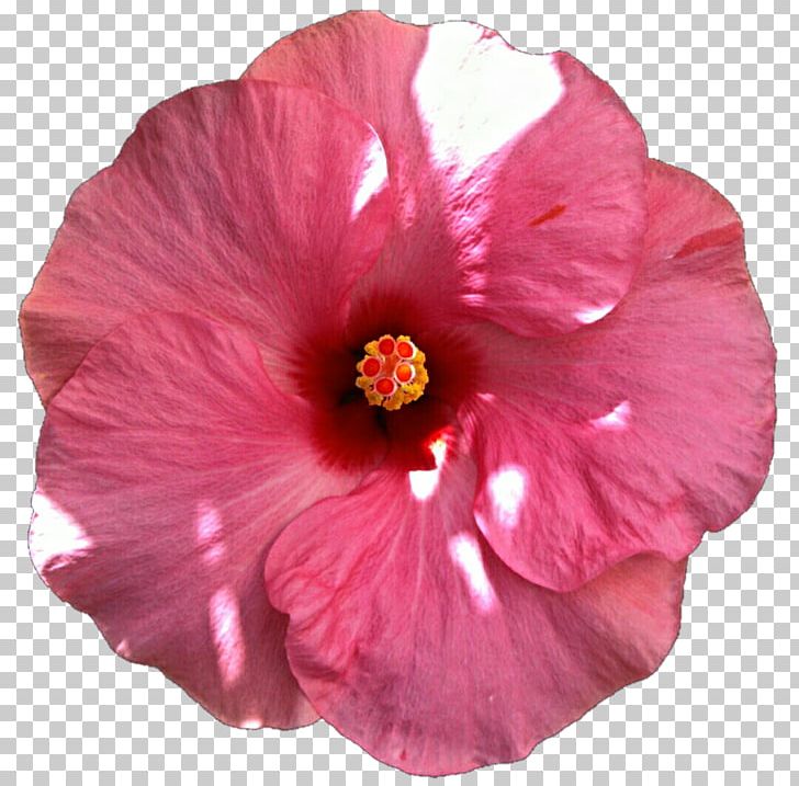 Shoeblackplant Flower Pink Hibiscus Common Hibiscus PNG, Clipart, China Rose, Chinese Hibiscus, Color, Common Hibiscus, Flower Free PNG Download