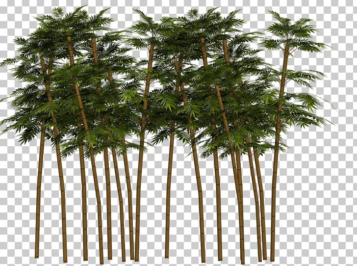 Bamboo PNG, Clipart, Arecales, Bamboo, Borassus Flabellifer, Date Palm, Download Free PNG Download