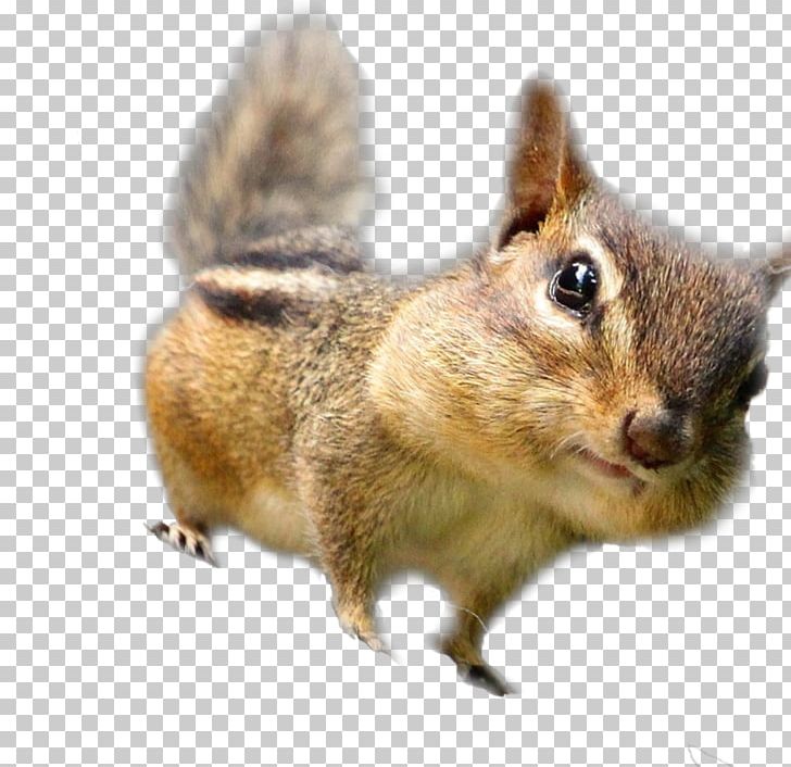 Chipmunk Fox Squirrel Whiskers Fur PNG, Clipart, Animal, Animals, Chipmunk, Chipmunks, Fauna Free PNG Download
