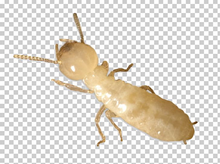 Eastern Subterranean Termite Ant Pest Control PNG, Clipart, Ant, Arthropod, Colony, Control, Coptotermes Free PNG Download