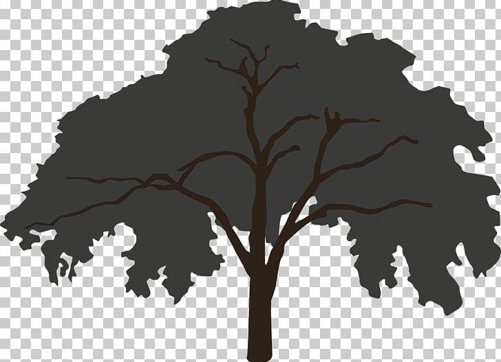 Fell From The Tree Maple Ulmus Americana Cottonwood PNG, Clipart, Bark, Black And White, Branch, Broadleaved Tree, Color Free PNG Download