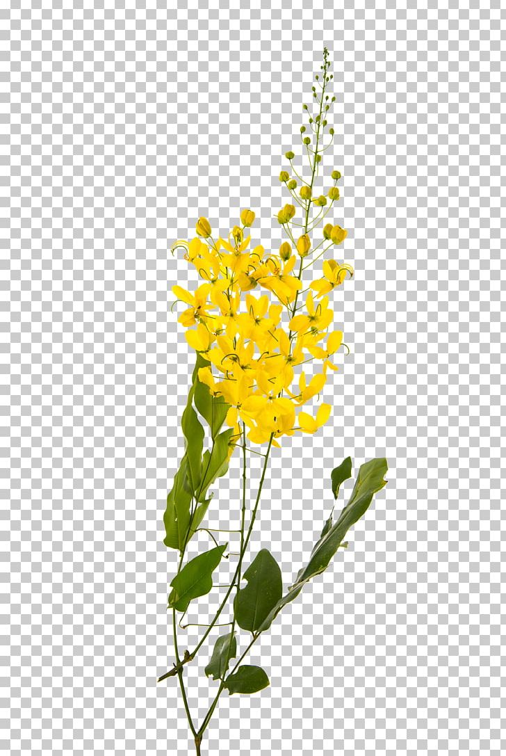 Golden Shower Tree Flower Yellow Stock Photography Plant PNG, Clipart, Branch, Camphor, Cassia, Cut Flowers, Flower Free PNG Download