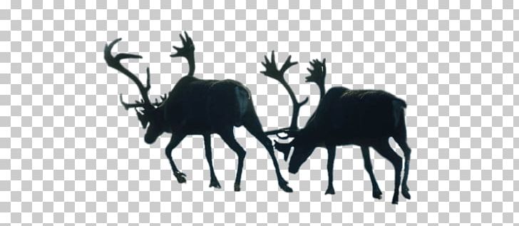 Reindeer Barren-ground Caribou Antler Pack Animal PNG, Clipart, Antelope, Antler, Barrenground Caribou, Black And White, Boreal Ecosystem Free PNG Download