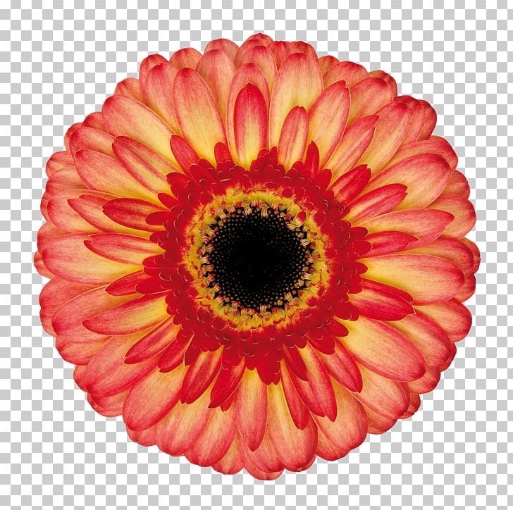 Transvaal Daisy Cut Flowers Orange Polska Malibu PNG, Clipart, Closeup, Cut Flowers, Daisy, Daisy Family, Flower Free PNG Download